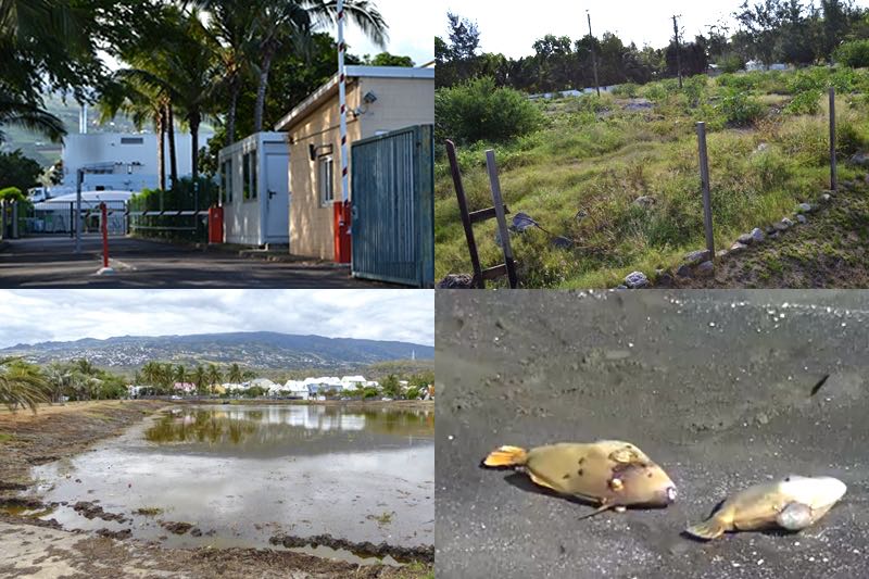 4 questions concernant l'environnement à l'Étang-Salé