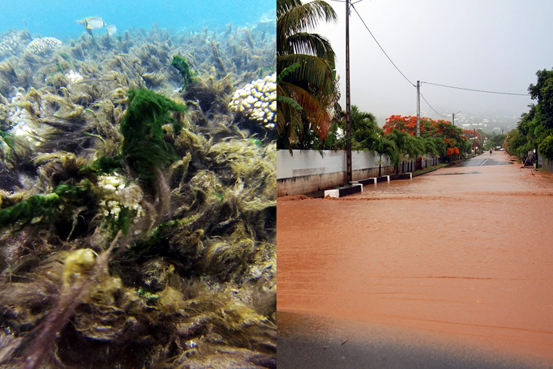 Bloom de cyanobactéries, coulées de boue… Les effets du réchauffement climatique se font sentir à l'Étang-Salé
